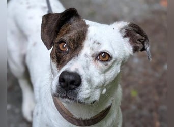 Klein ♥ Abbie ♥ Schmusemaus wartet bereits in 63820 Elsenfeld auf ihre(n) treuen Menschen