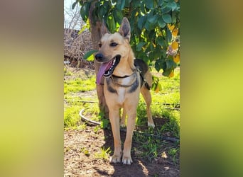 Perla, eine wunderbare Hündin