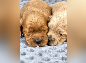 Schöne Cockapoo-Welpen