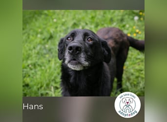 Hans: Neugieriger Rüde liebt Snacks