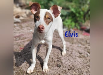 Elvis 12/2024 (ESP) - lustiger, verspielter und sozialer Bodeguero-Mix Welpe!
