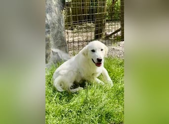 Ambra - drei, zwei, eins? meins!