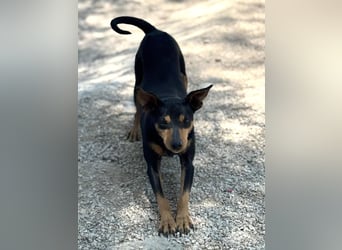 Raspa sucht souveräne Menschen