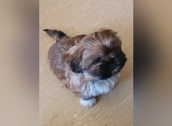 Kleiner LEO sucht seine Menschen