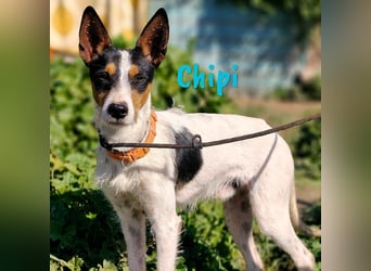Chipi 06/2023 (ESP) - braver, umgänglicher und freundlicher kleiner Ratonero Bodeguero Andaluz!