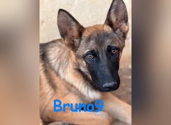 Bruno9 11/2024 (ESP) - sportlicher Malinois-Schäferhund-Mix Welpe!