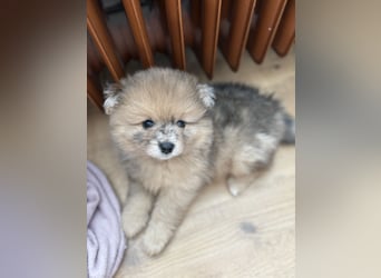 Pomeranian / Zwergspitz Rüde Pluto