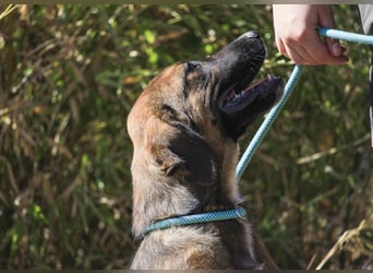 Piston, Mix Labrador / Schäferhund, lieb und sozial