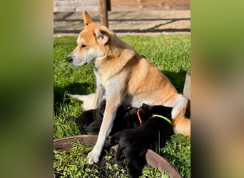 Zuckersüße Labrakita Welpen suchen ihr neues Zuhause!