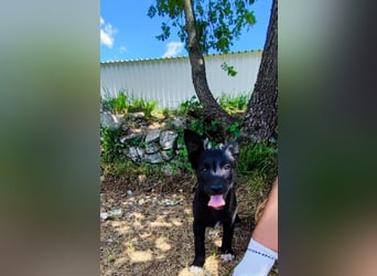Kleine Bonnie sucht ihr Zuhause❤️