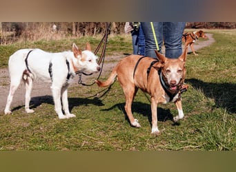 Lady, Podengo-Mix, lieb und verträglich