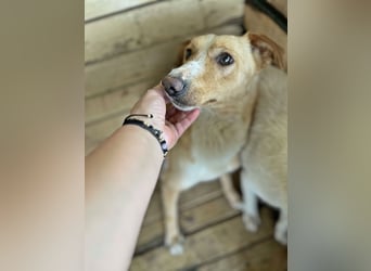 Balou, lieb und verspielt