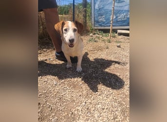 Woody, freundlich, gelassener Jack Russel Mix Rüde geb. 2021