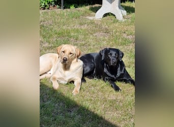 Labradorwelpen suchen bestes Zuhause