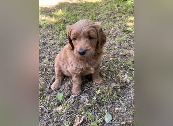 Goldendoodle mini Medium Doodle Abgabe an Pfingsten