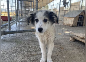 Balto- Der kleine Welpe mit der großen Hoffnung