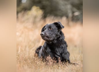 PAULI - Freundlicher Schäferhund sucht erfahrenes Zuhause