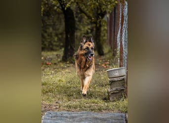 Tina: Traumhund sucht Traumzuhause