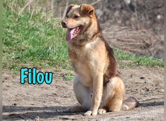 Filou 04/2022 - lebensfroher, unglaublich netter Hund sucht Menschen mit Herz!
