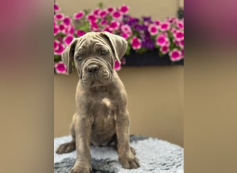 Cane Corso Italiano Mädchen