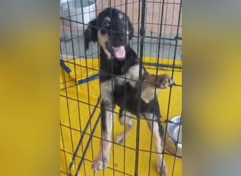 Liberotto: süßer Fratz sucht Kuschelplatz