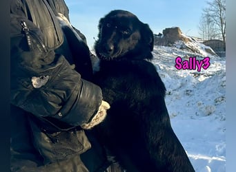 Sally3 geb. 04/2021 - sooo sanfte und verschmuste Hündin sucht liebevolle Menschen!