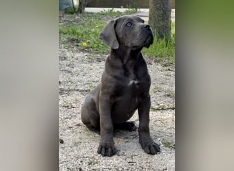 Cane Corso grau  welpen hündin Graue Hündin mit Züchtergarantie EUCH WCh-Linie zu verkaufen