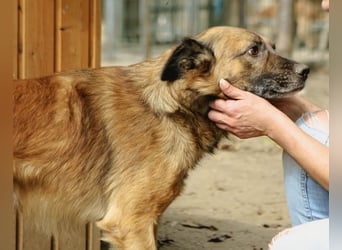 STEVE, Rüde, 9 Jahre, 53cm, Mischling, Tierschutz