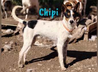 Chipi 06/2023 (ESP) - braver, umgänglicher und freundlicher kleiner Ratonero Bodeguero Andaluz!