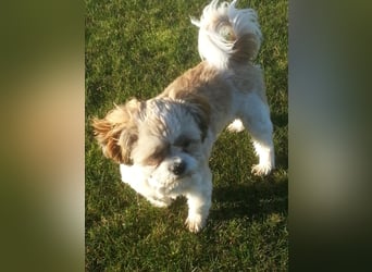 Unsere reinrassige Shih Tzu Hündin Sky sucht ab mitte Mai noch ihr neues Zuhause