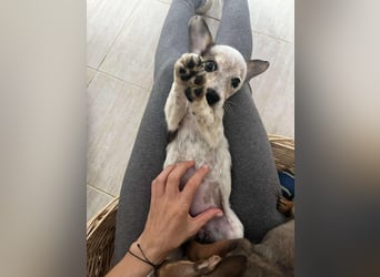 Smilla, die kleine Seele, braucht eine Familie – Wirst du ihr Herz erobern?