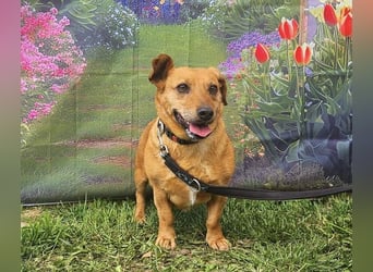 Ginger will Zuhause ankommen