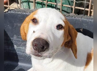 Bracken-Bub ♥Tilly♥ ein wahrer Sonnenschein sucht seine PS oder ES