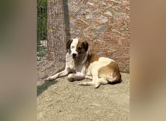 FINA, Hündin, 2,5 Jahre, 40 cm, Mischling, Tierschutz