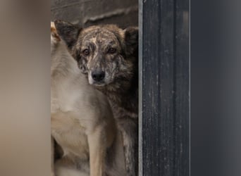 Nala wünscht sich ein Zuhause