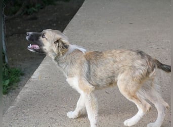 Gut gelaunter FRITZI sucht liebevolles Zuhause
