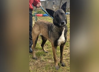 Traumhund Nela