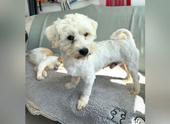 Balou - freundlicher, lieber, katzenverträglicher Bichon Frisé Mix Rüde / z.Zt. noch in Rumänien