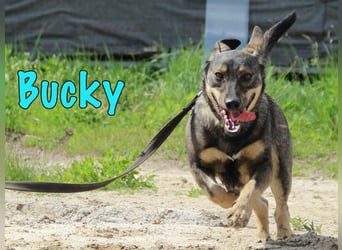 Bucky geb. 12/2021 - lustiger, aktiver und verspielter Outdoor-Begleiter!