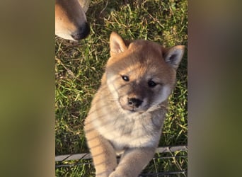 Shiba inu Welpen.   vom Haus Joe   ,Liebhaberzucht