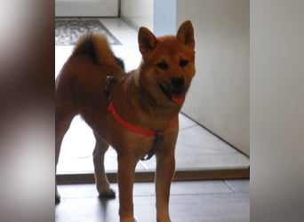 Erstklassige Shiba Inu Zucht in Sachsen