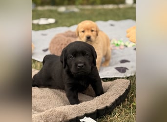Labrador Welpen mit Ahnentafel
