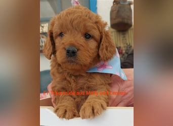 Traumhafte echte Mini und Toy Goldendoodles aus der 1. Zucht Deutschlands!