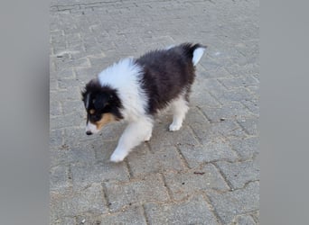 umzugsbereit, Reinr. Colliewelpen m. Ahnentafel zu verk.