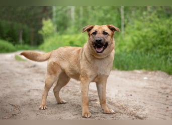 Treue MASHA wird ein perfekter Familienhund
