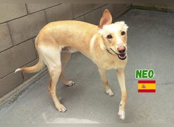 Neo,geb.12/23,unkomplizierter Galgo Mix Rüde sucht seine Familie