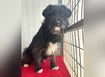 zarte Hundeseele KIMANI - 1,5 Jahre, 40cm/12kg, kl. Schnauzer-Mix