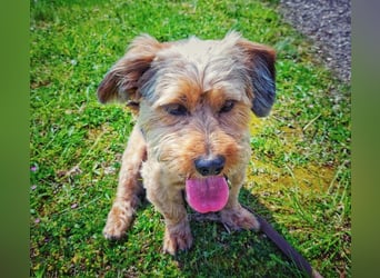 Toby sucht eine neue Familie
