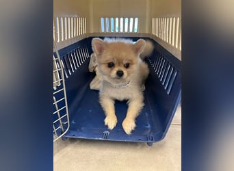 Rudy ein kleiner Kämpfer,sucht seine Menschen