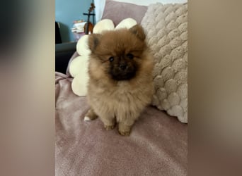 Reinrassige Pomeranian (Zwergspitz) Teddy-Hündin ab sofort abzugeben